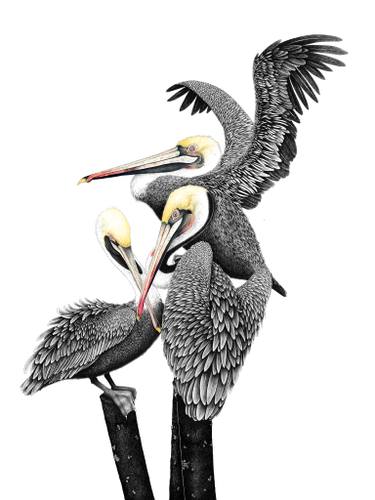 375x500 california brown pelican drawing - Brown Pelican Drawing