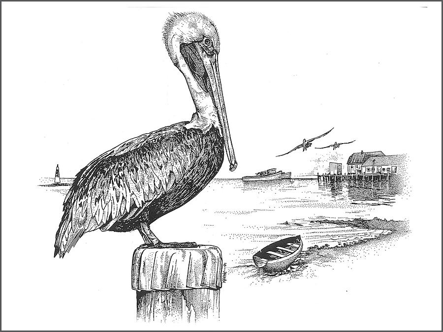 900x675 Florida Brown Pelican Drawing - Brown Pelican Drawing