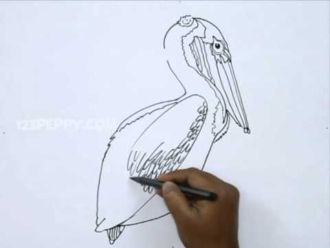 480x360 How To Draw A Brown Pelican - Brown Pelican Drawing