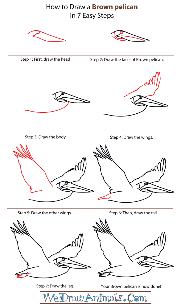 600x1000 How To Draw A Brown Pelican - Brown Pelican Drawing