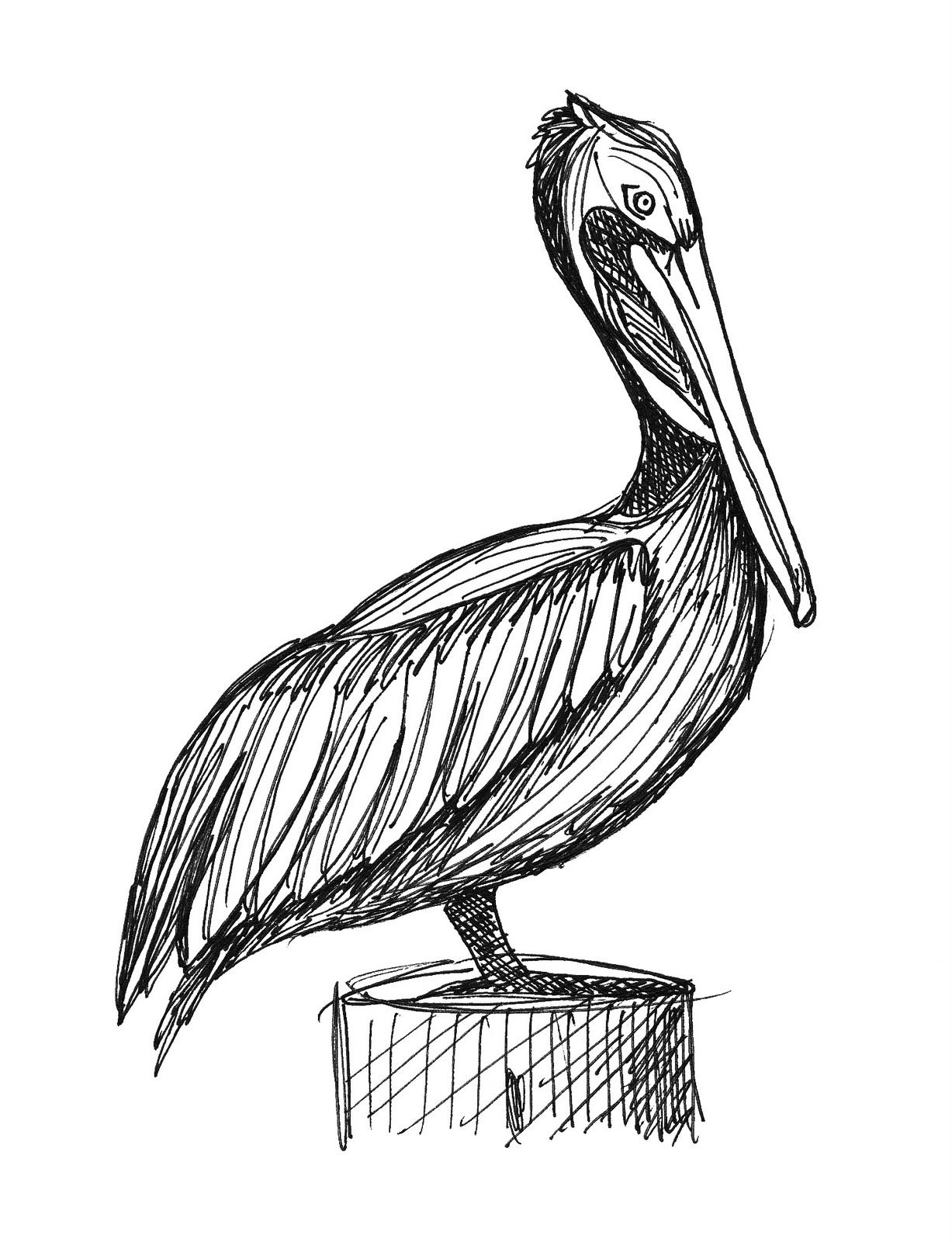 1227x1600 Image Result For Pelican Profile Hand Drawn Art Projects - Brown Pelican Drawing