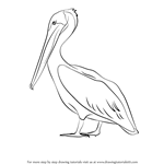150x150 Learn How To Draw A Brown Pelican - Brown Pelican Drawing