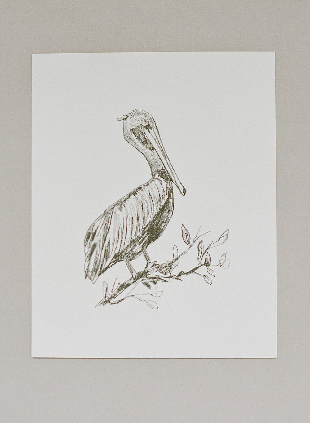 1000x1365 Marked All Products Brown Pelican Art Print - Brown Pelican Drawing