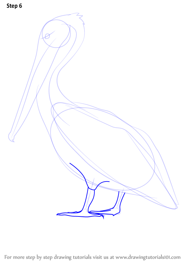 598x844 Step - Brown Pelican Drawing