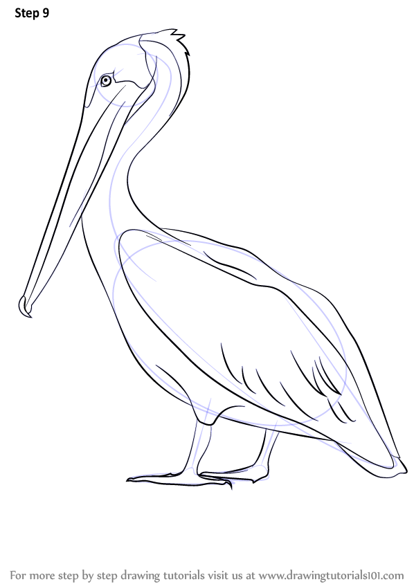598x844 Step - Brown Pelican Drawing