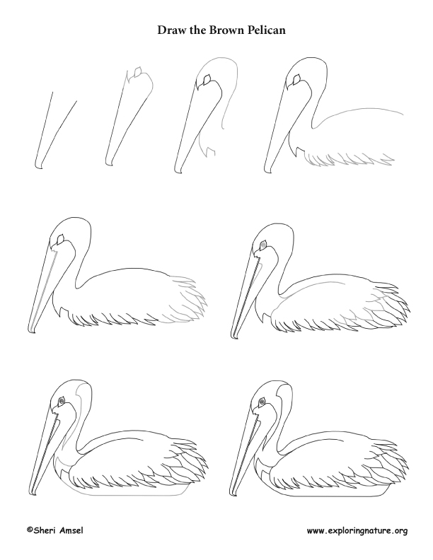 612x792 brown pelican drawing lesson - Brown Pelican Drawing