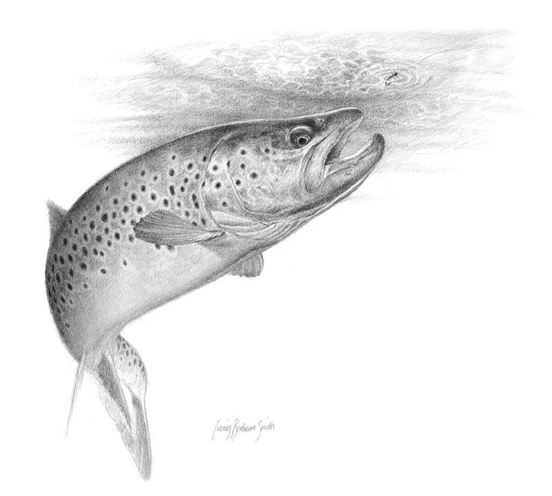 800x719 Brown Trout Rising - Brown Trout Drawing