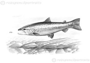 300x212 brown trout game pencil drawing fishing art print fly angler - Brown Trout Drawing