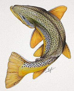 242x300 Drawing - Brown Trout Drawing