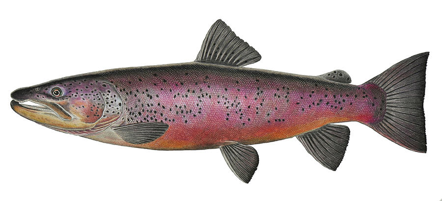 900x410 Giant Trout Drawing - Brown Trout Drawing