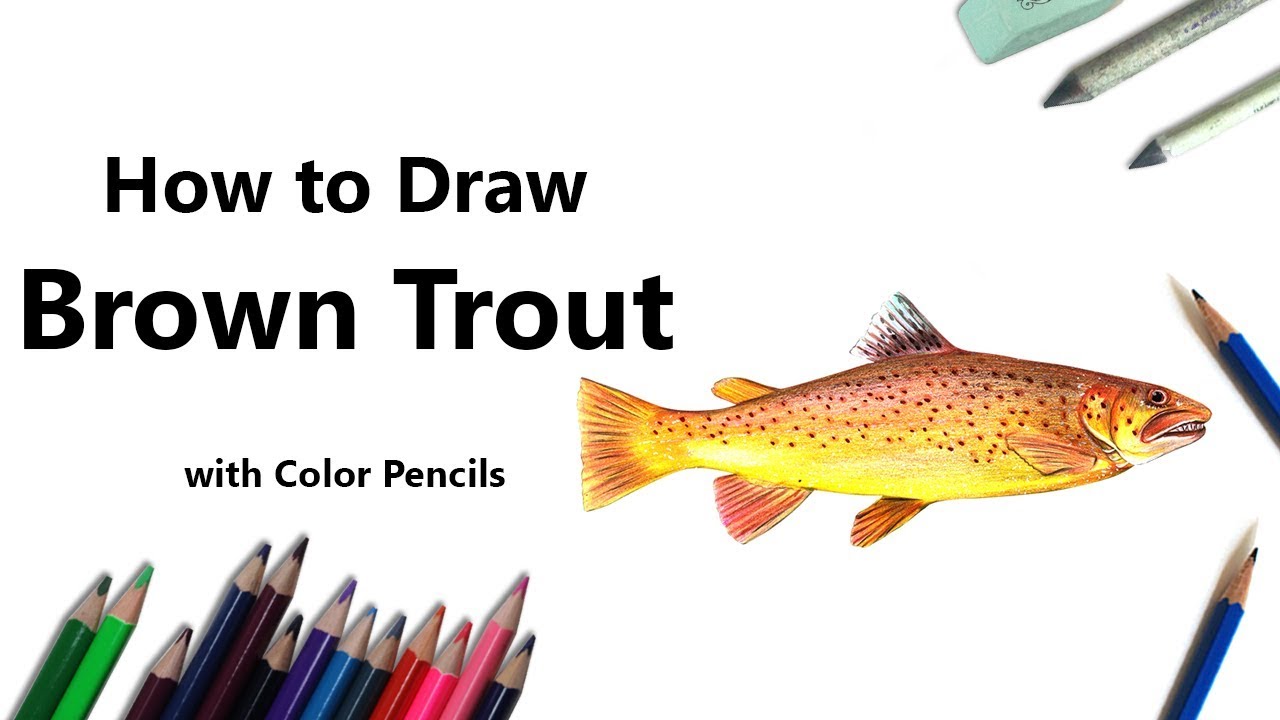 1280x720 How To Draw A Brown Trout With Color Pencils - Brown Trout Drawing
