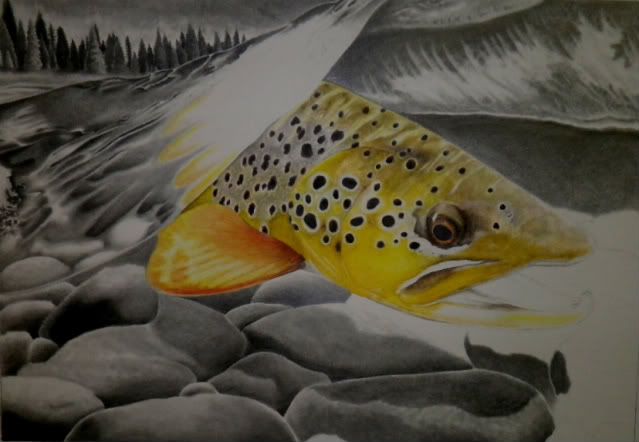 639x442 New Brown Trout Drawing In The Midst Fly Fishing Manitoba - Brown Trout Drawing