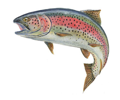 400x333 Nonnative Fish - Brown Trout Drawing