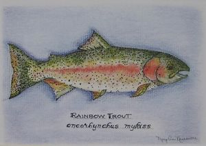 300x213 Rainbow Trout Colored Pencil Pen Ink Drawing Print Matted - Brown Trout Drawing
