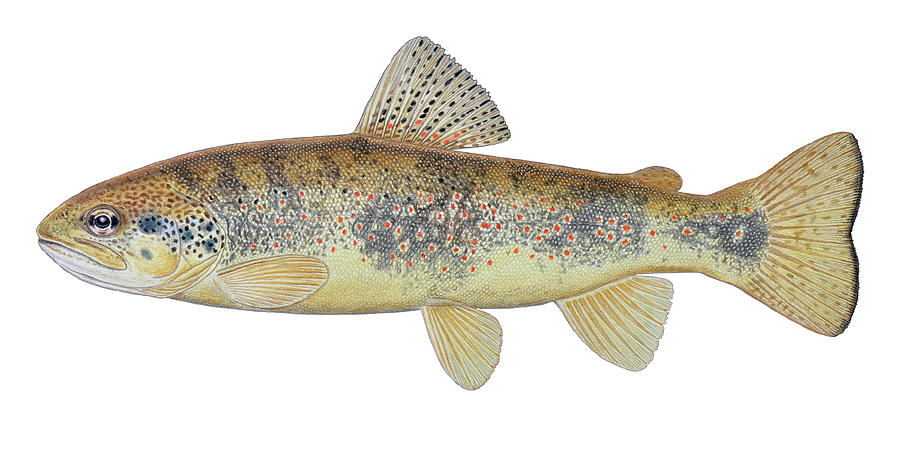900x451 Rare Trout Drawing - Brown Trout Drawing