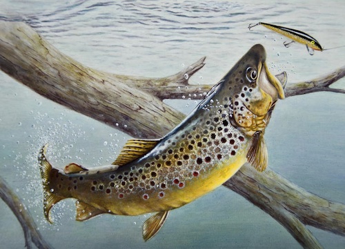 500x361 trout tyme minnesota trout stamp - Brown Trout Drawing