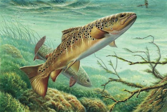 545x364 Amazing Brown Trout Painting Drawing - Brown Trout Drawing