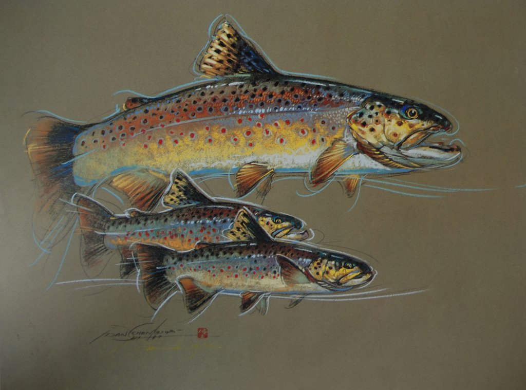 1024x759 Brown Trout - Brown Trout Drawing
