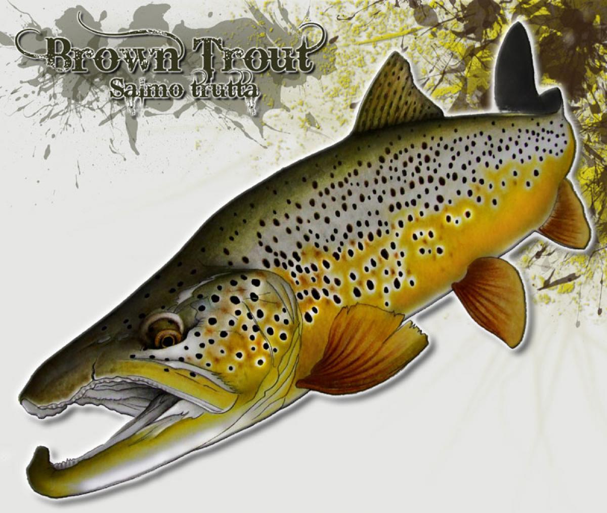 Brown Trout Drawing at Explore collection of Brown