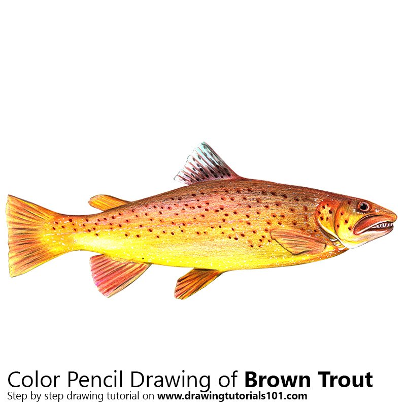 Brown Trout Drawing at Explore collection of Brown