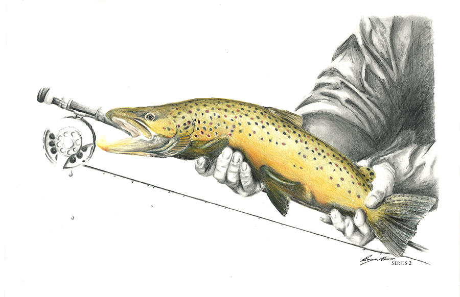900x582 Brown Trout Drawing - Brown Trout Drawing