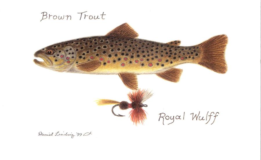 900x552 Brown Trout Drawing - Brown Trout Drawing