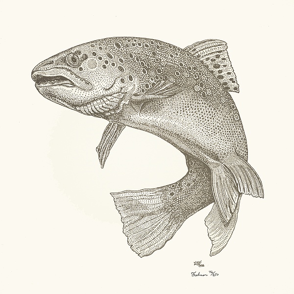 600x600 Brown Trout Drawing - Brown Trout Drawing