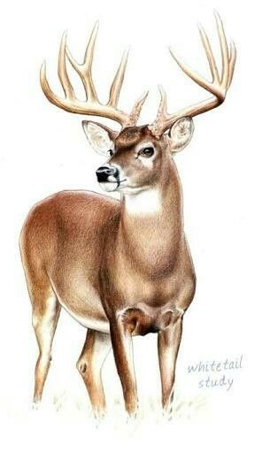 288x511 buck, deer - Buck Deer Drawing