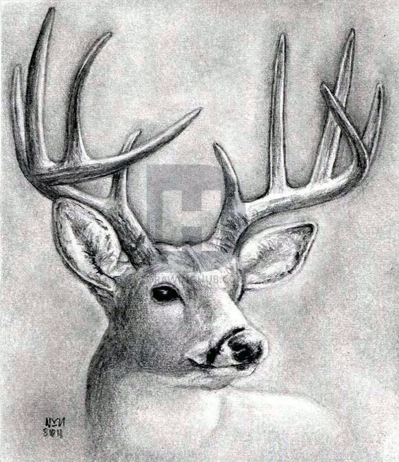 582x674 how to draw a deer head, buck, dear head, step - Buck Deer Drawing