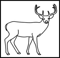 200x196 how to draw deer drawing tutorials drawing how to draw deer - Buck Deer Drawing