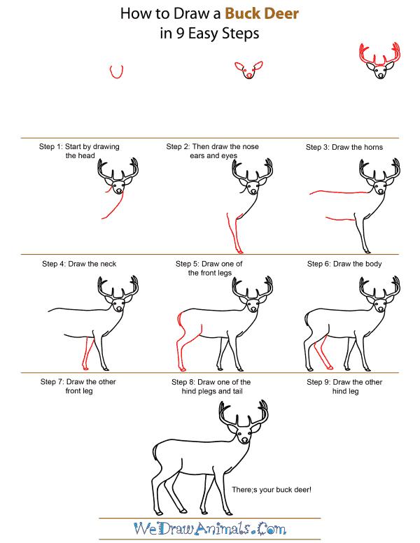 600x776 how to draw a buck deer - Buck Deer Drawing