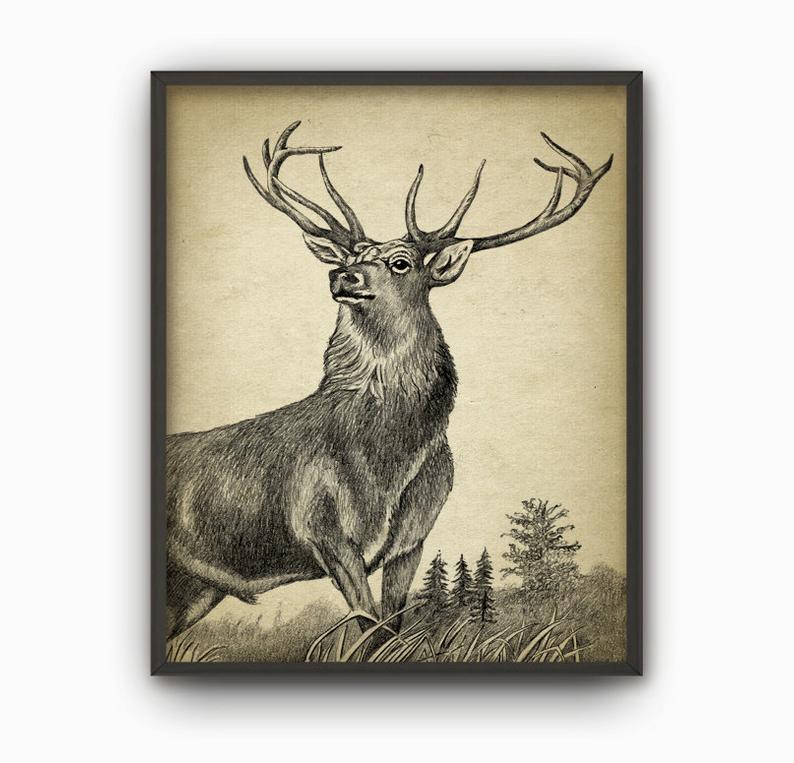 794x763 stag wall art print deer drawing home decor buck art etsy - Buck Deer Drawing
