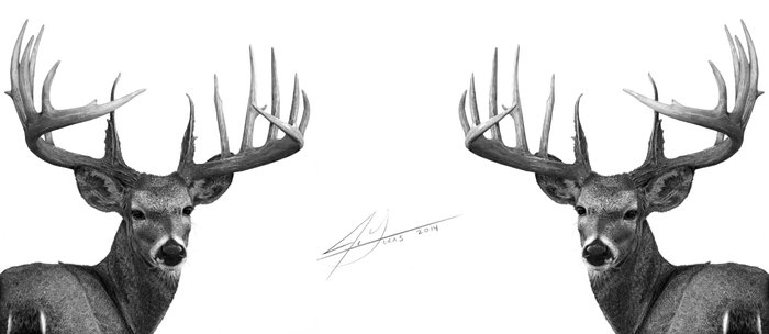 700x304 the majestic trophy buck - Buck Deer Drawing