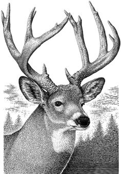 236x339 best deer images pyrography, deer, carving - Buck Deer Drawing
