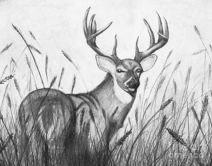 900x707 autumn buck drawing - Buck Deer Drawing