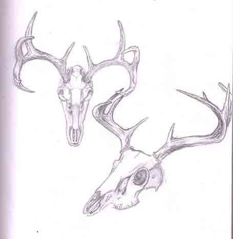 455x467 buck drawing - Buck Drawing