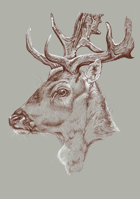 570x806 deer print buck stag art print pastel drawing giclee print etsy - Buck Drawing