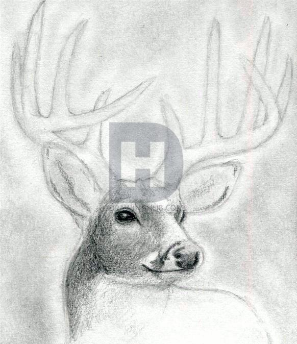 Buck Drawing At Paintingvalley Com Explore Collection Of Buck