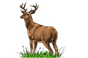 300x200 how to draw a buck - Buck Drawing