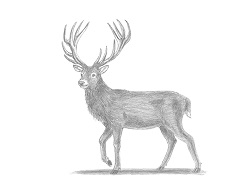 250x193 How To Draw A Deer - Buck Drawing