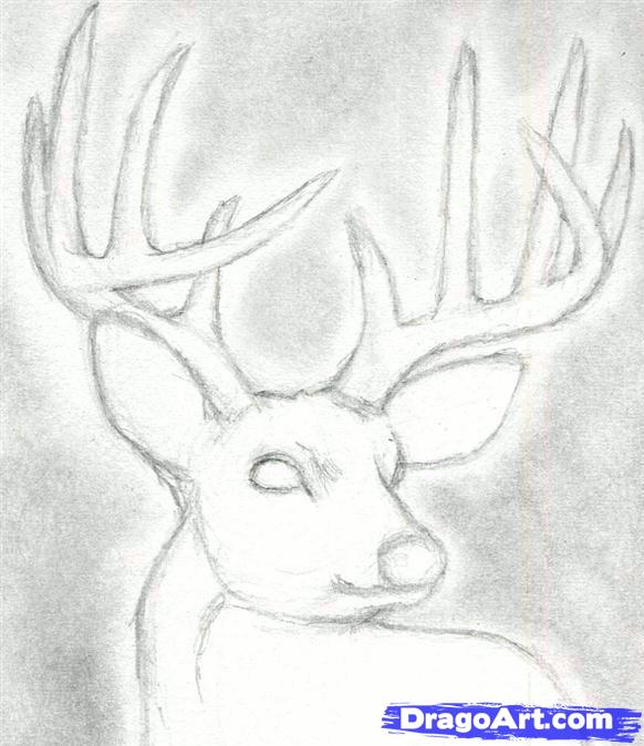 582x674 how to draw a deer head, buck, dear head, step - Buck Drawing