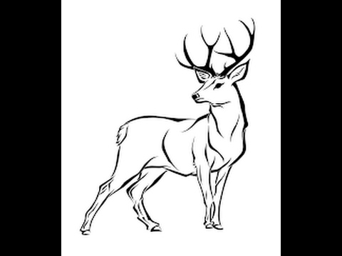 480x360 How To Draw White Tailed Deer Full Body Drawing In Steps - Buck Drawing