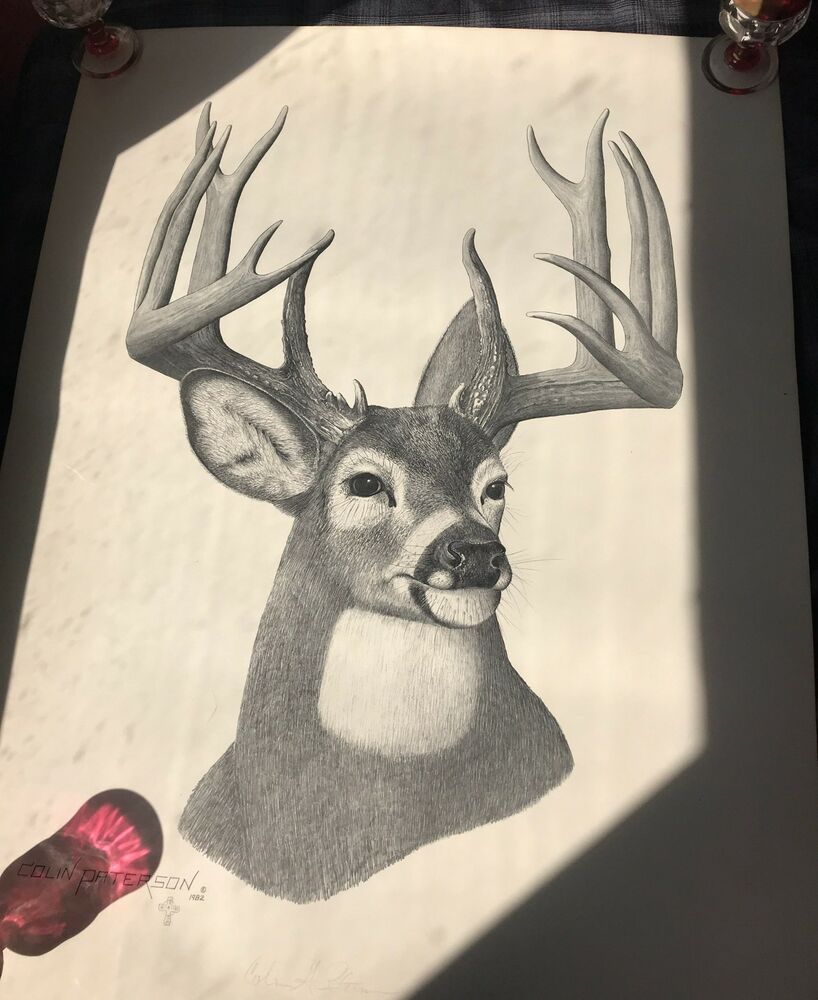 818x1000 limited edition hunting whitetail deer big buck drawing print - Buck Drawing