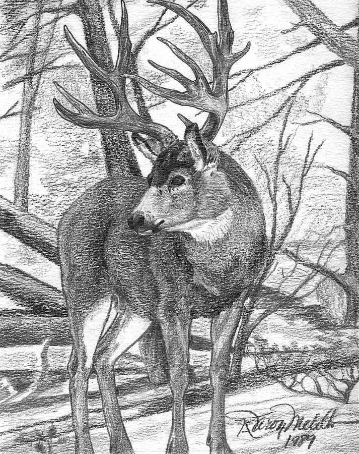 713x900 mule deer buck drawing - Buck Drawing