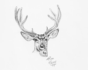 300x240 spring buck drawing - Buck Drawing