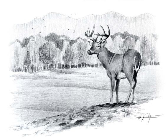 570x477 whitetail buck pencil drawing art print - Buck Drawing