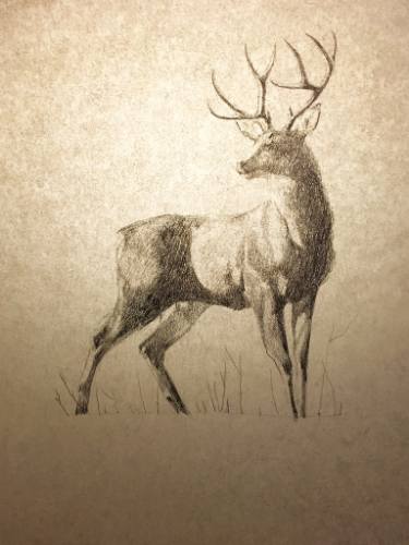 375x500 winter buck drawing - Buck Drawing