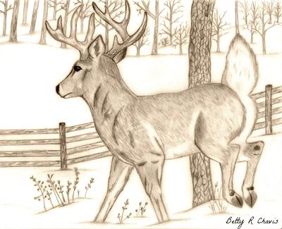400x325 pencil drawing of a buck - Buck Drawing