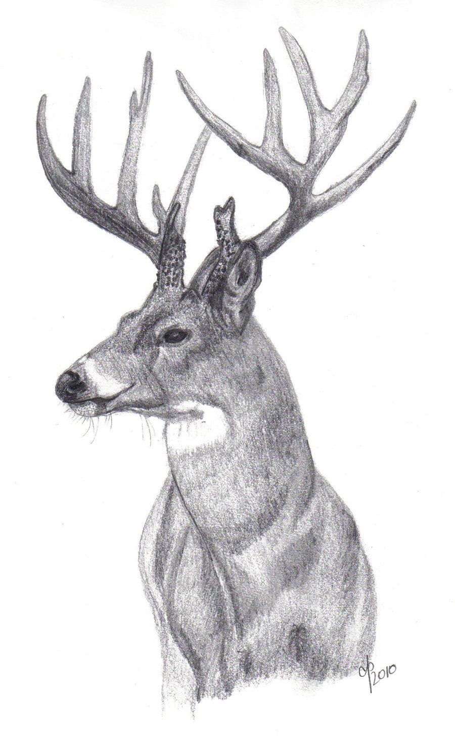 Buck Drawing at Explore collection of Buck Drawing