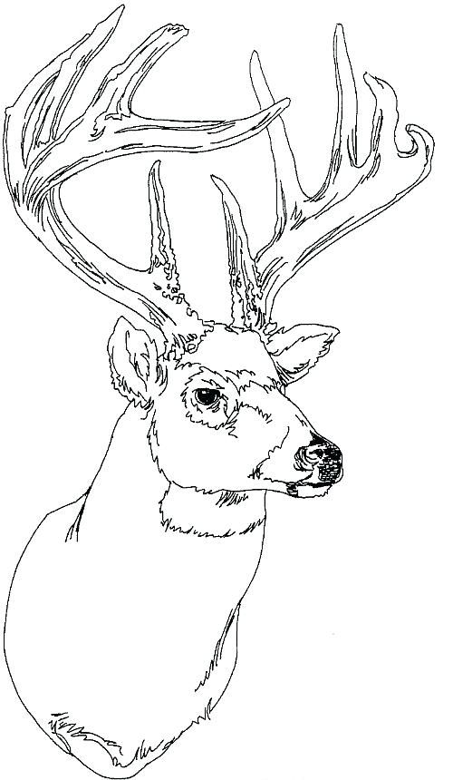 500x860 coloring pages draw a deer drawing deer buck head colouring pages - Buck Head Drawing